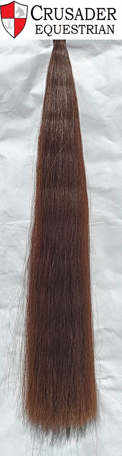 medium chestnut Tail